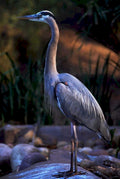blue heron stream1980s 1990s A4 Photo Print