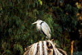 blue heron stump1980s 1990s A4 Photo Print