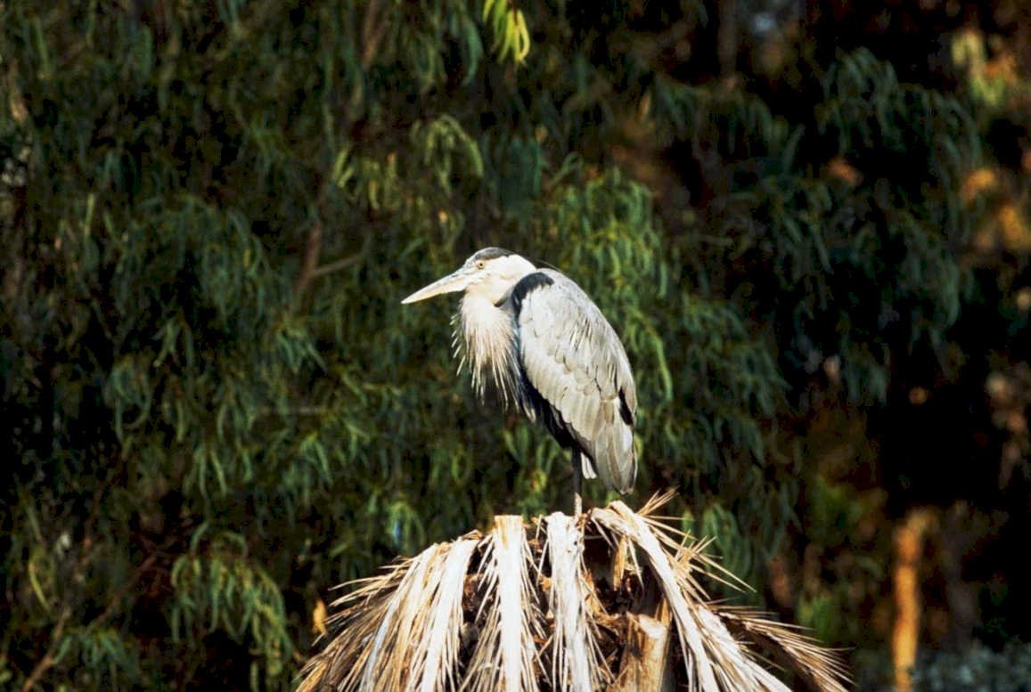 blue heron stump1980s 1990s A4 Photo Print