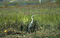 blue heron wetland 1 GIGA 2