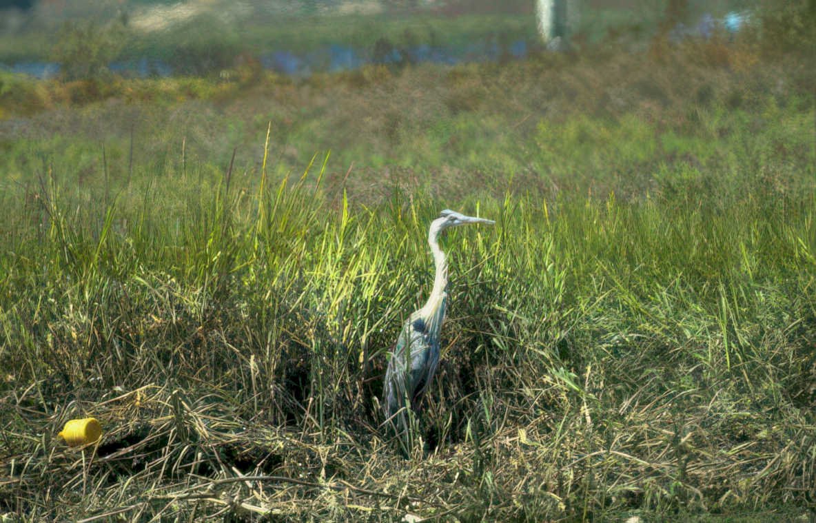 blue heron wetland 1 GIGA 2
