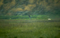 blue heron wetland 1 Vintage A4 Photo Print