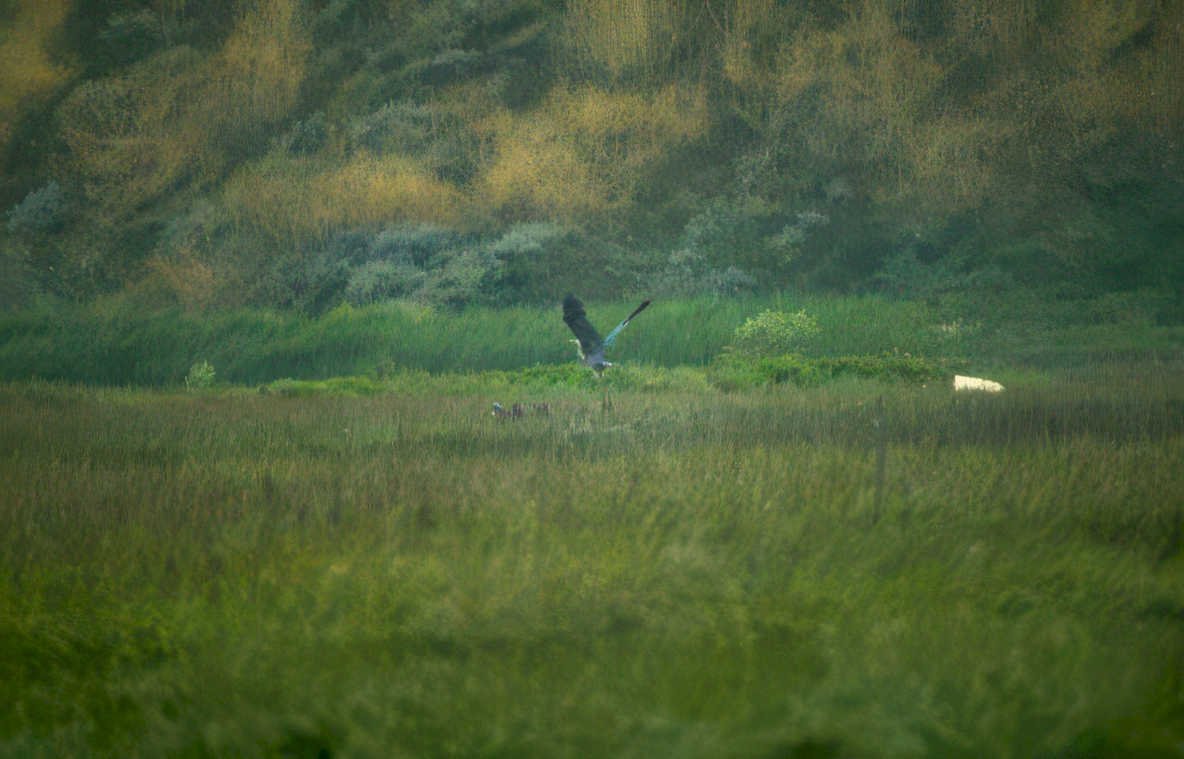 blue heron wetland 1 Vintage A4 Photo Print