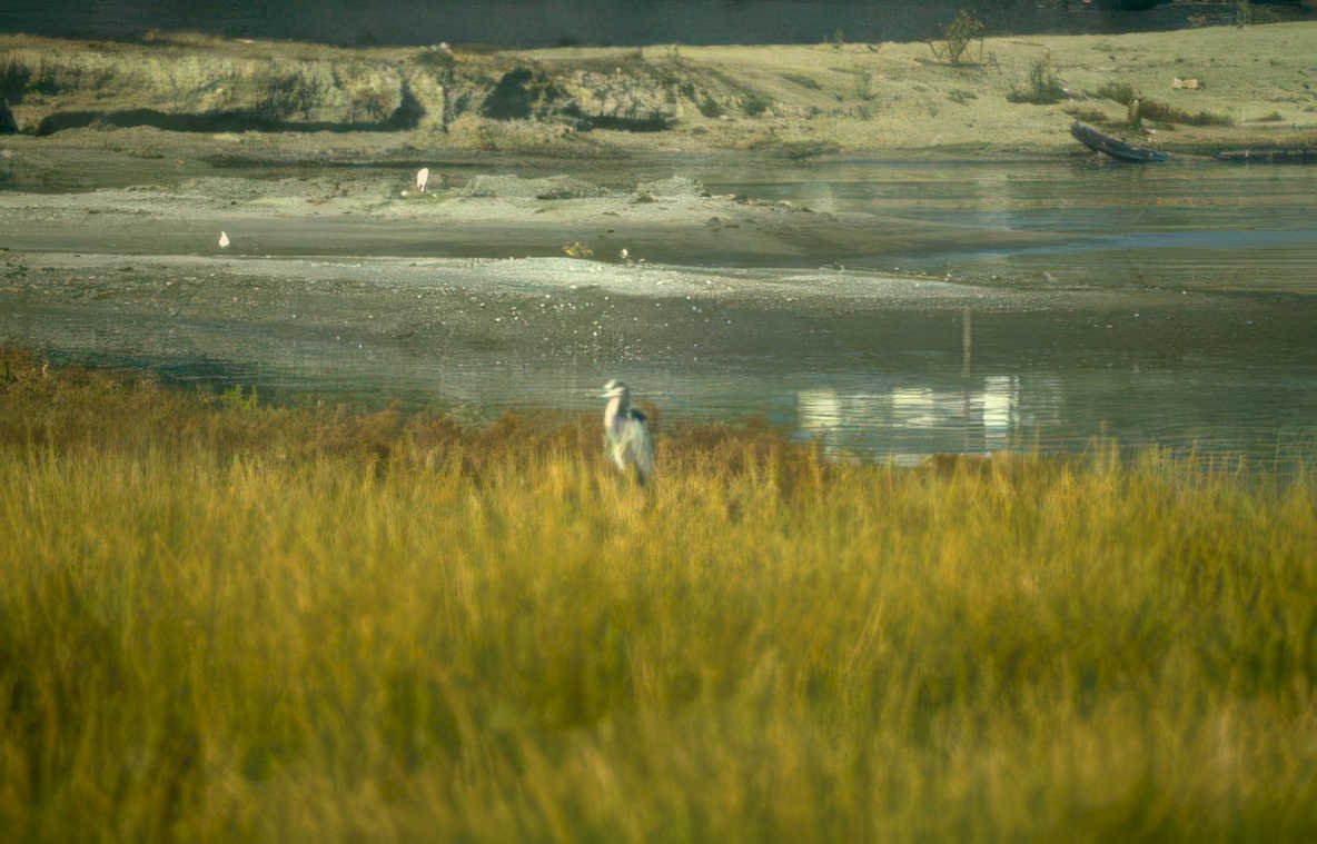 blue heron wetland 2 GIGA 2