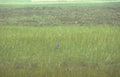 blue heron wetland 2 Vintage A4 Photo Print