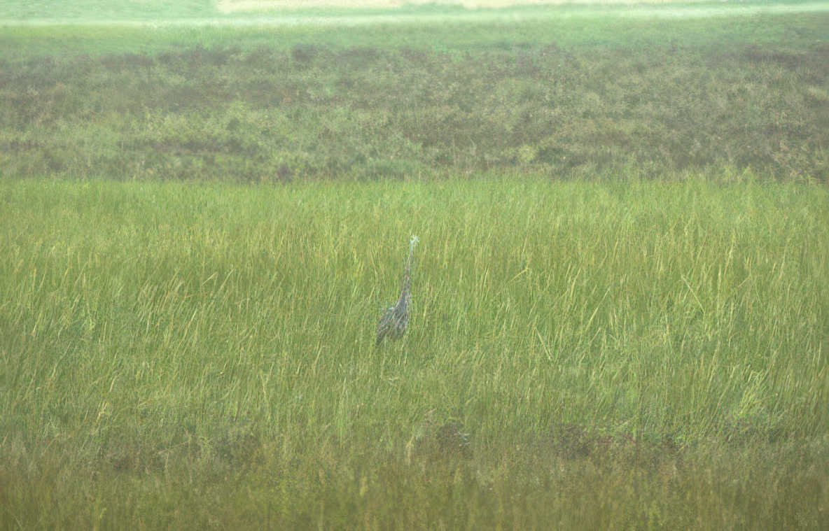 blue heron wetland 2 Vintage A4 Photo Print