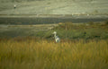 blue heron wetland 3 GIGA 2