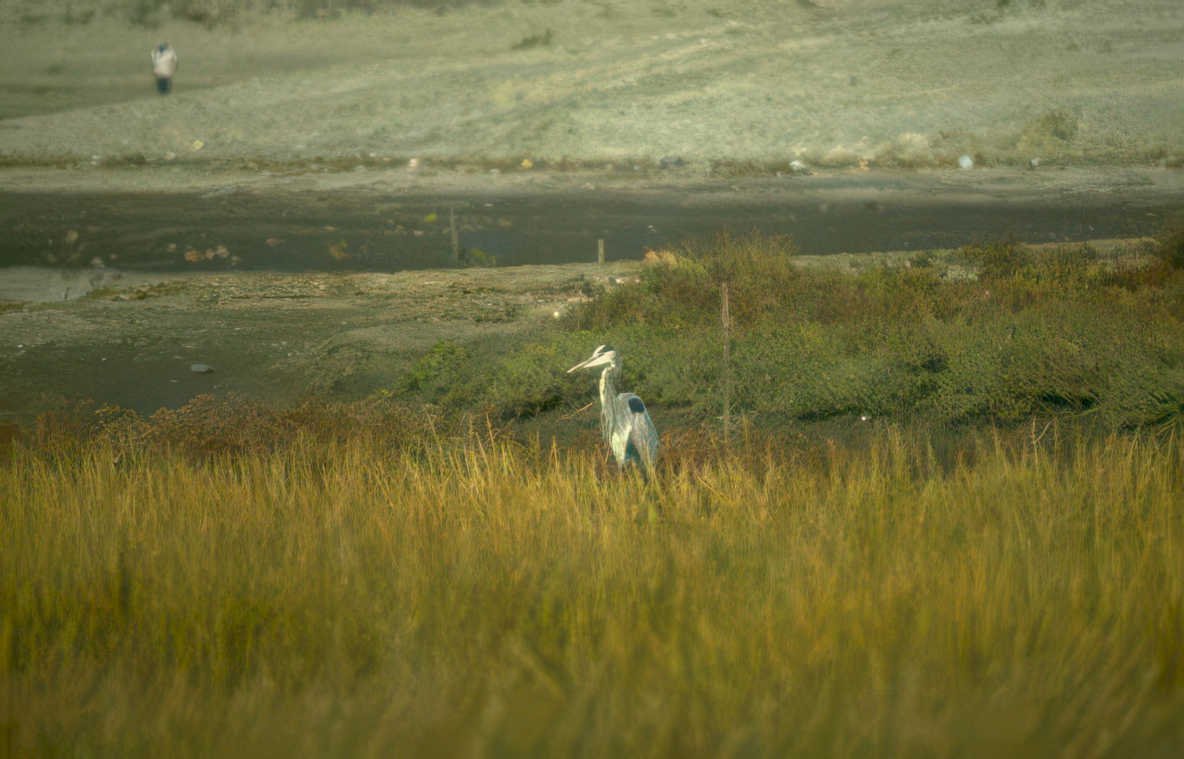 blue heron wetland 3 GIGA 2