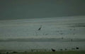 blue heron wetland 3 Vintage A4 Photo Print