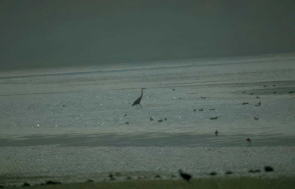 blue heron wetland 3 Vintage A4 Photo Print