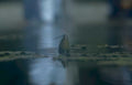 blue heron wetland GIGA 2
