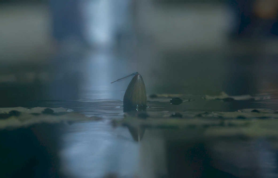blue heron wetland GIGA 2