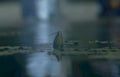 blue heron wetland GIGA Vintage A4 Photo Print