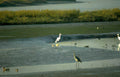 blue herons wetland Vintage A4 Photo Print
