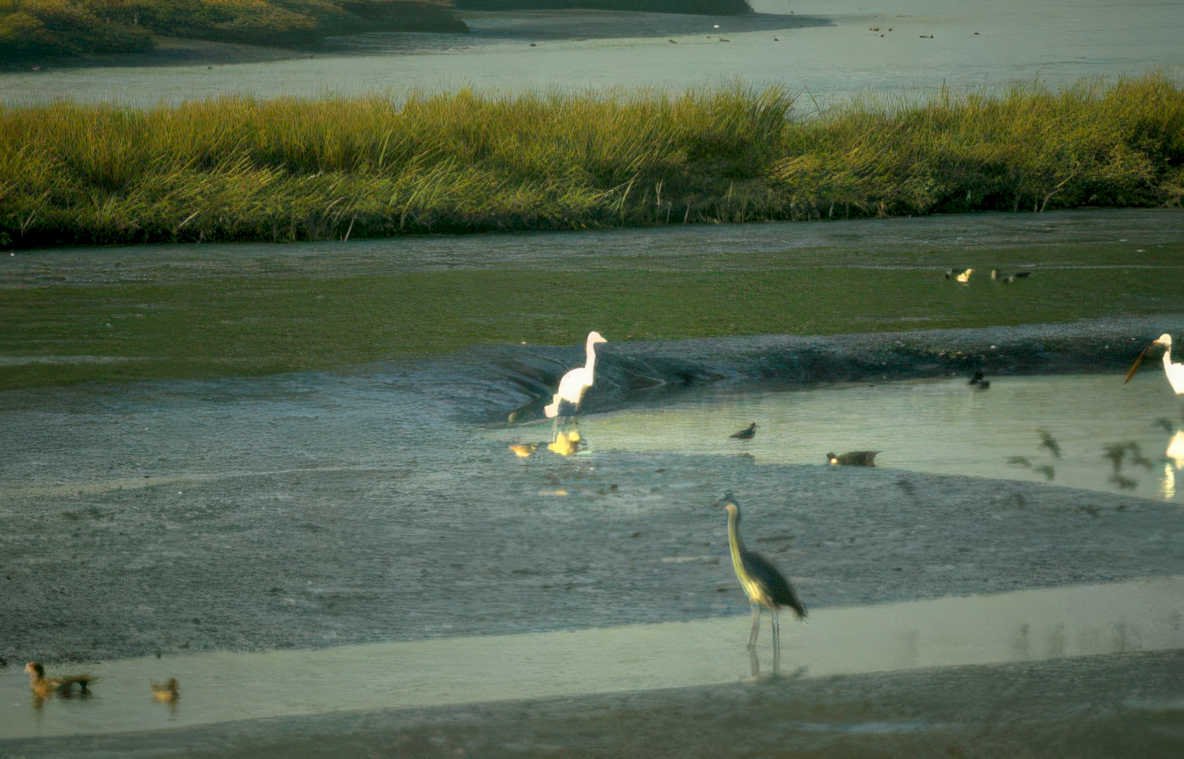 blue herons wetland Vintage A4 Photo Print