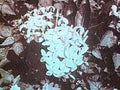 blue hydrangeas fabric1980s 1990s A4 Photo Print