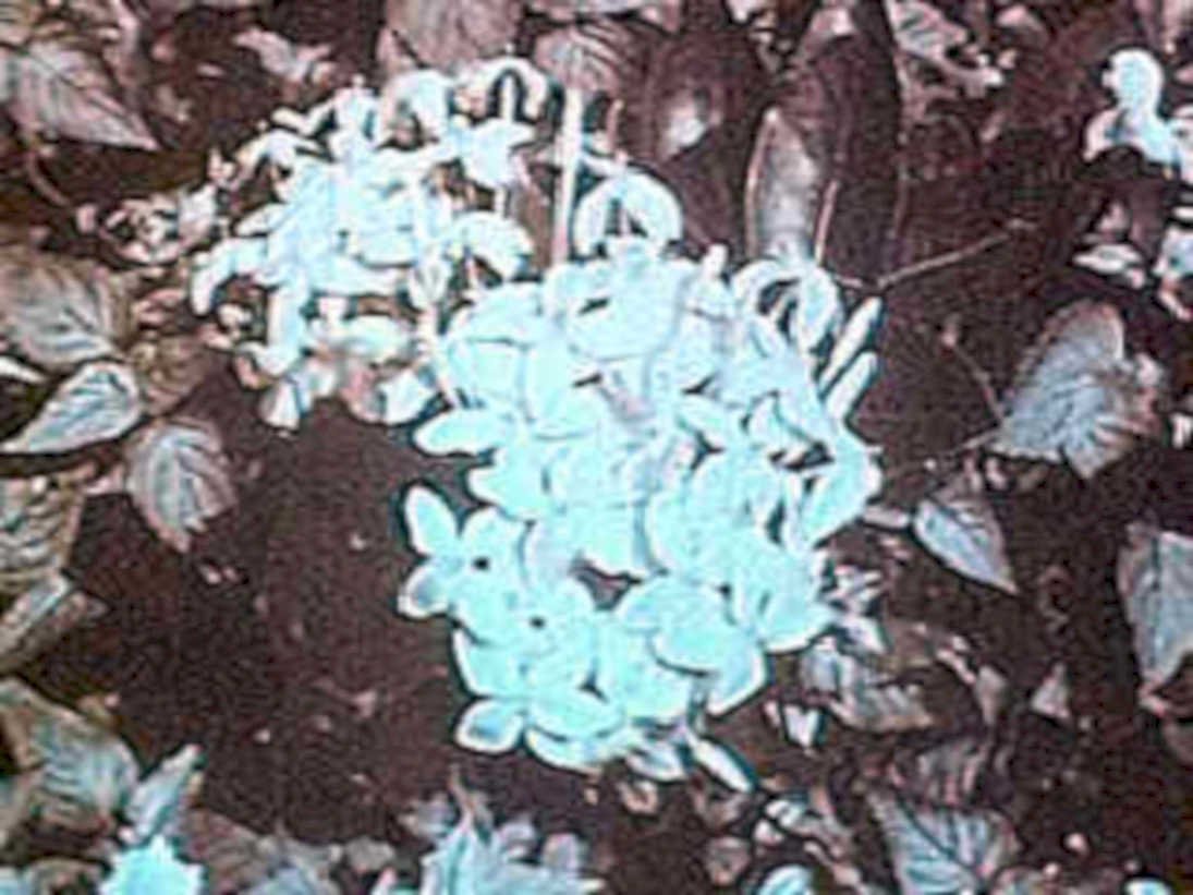 blue hydrangeas fabric1980s 1990s A4 Photo Print