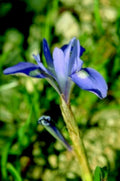 blue iris flower1980s 1990s A4 Photo Print