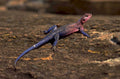 blue lizard 1980s 1990s A4 Photo Print