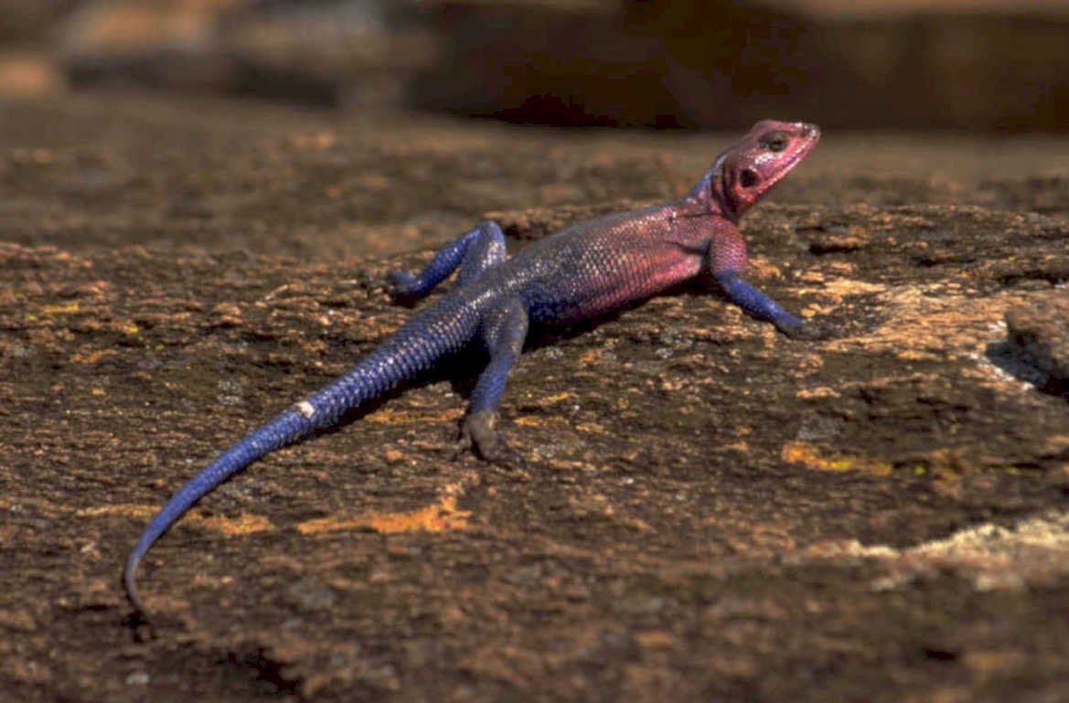blue lizard 1980s 1990s A4 Photo Print