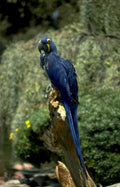blue macaw branch Vintage A4 Photo Print