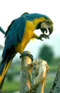 blue macaw food Vintage A4 Photo Print
