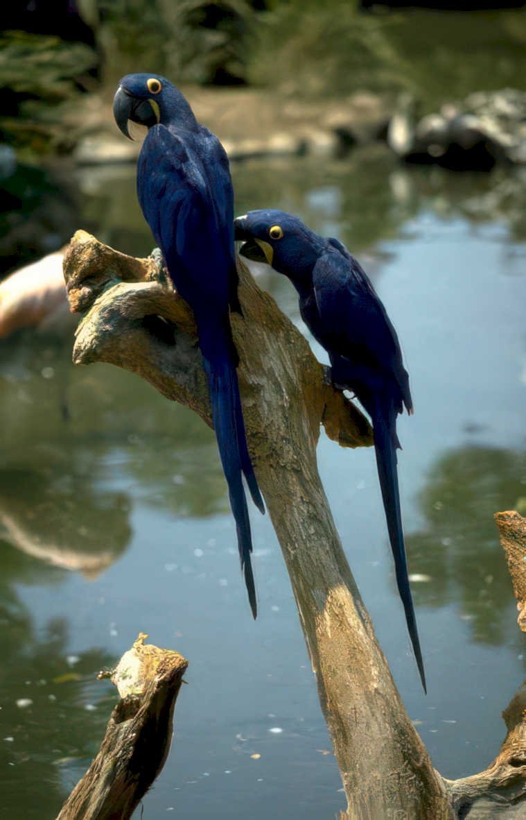 blue macaw pair Vintage A4 Photo Print