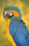 blue macaw portrait 1980s 1990s A4 Photo Print