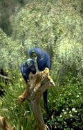 blue macaws olive Vintage A4 Photo Print
