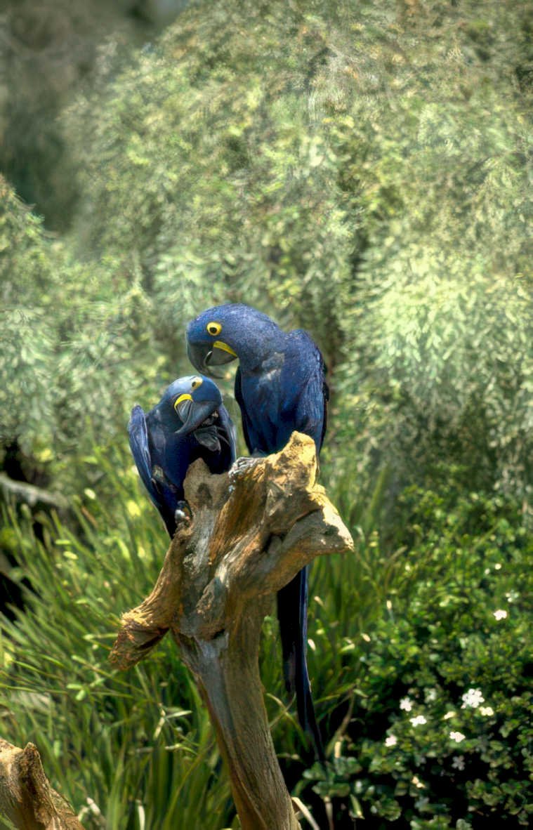 blue macaws olive Vintage A4 Photo Print