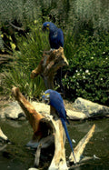 blue macaws pond Vintage A4 Photo Print