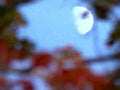 blue moon foliage1980s 1990s A4 Photo Print