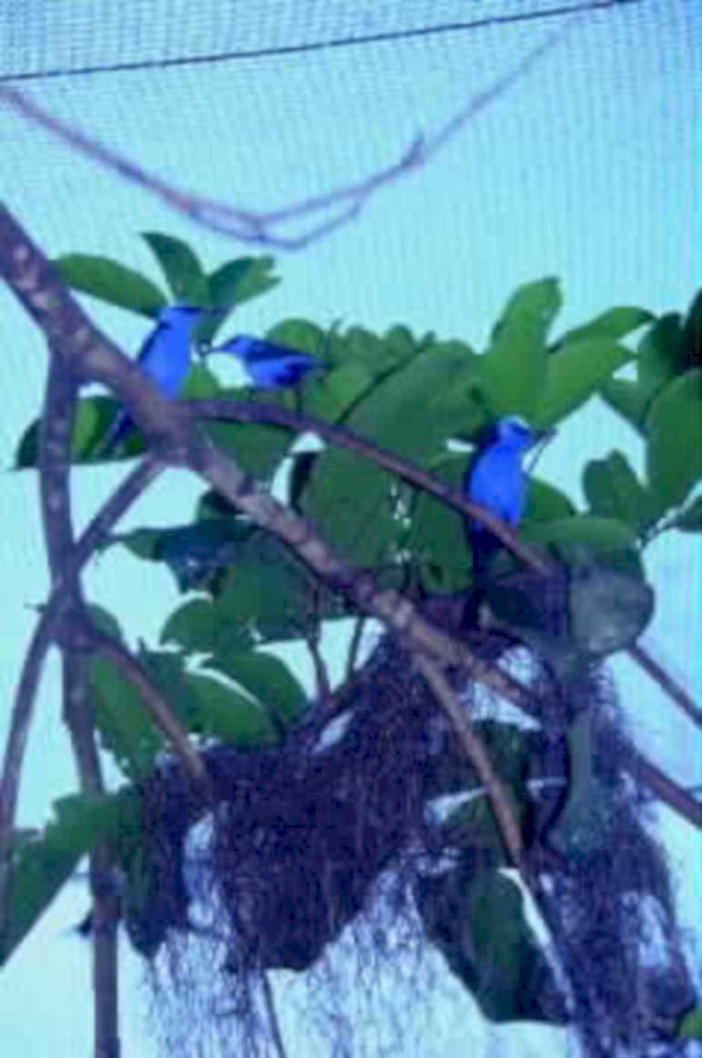 blue morpho nest1980s 1990s A4 Photo Print