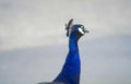 blue peacock detail Vintage A4 Photo Print
