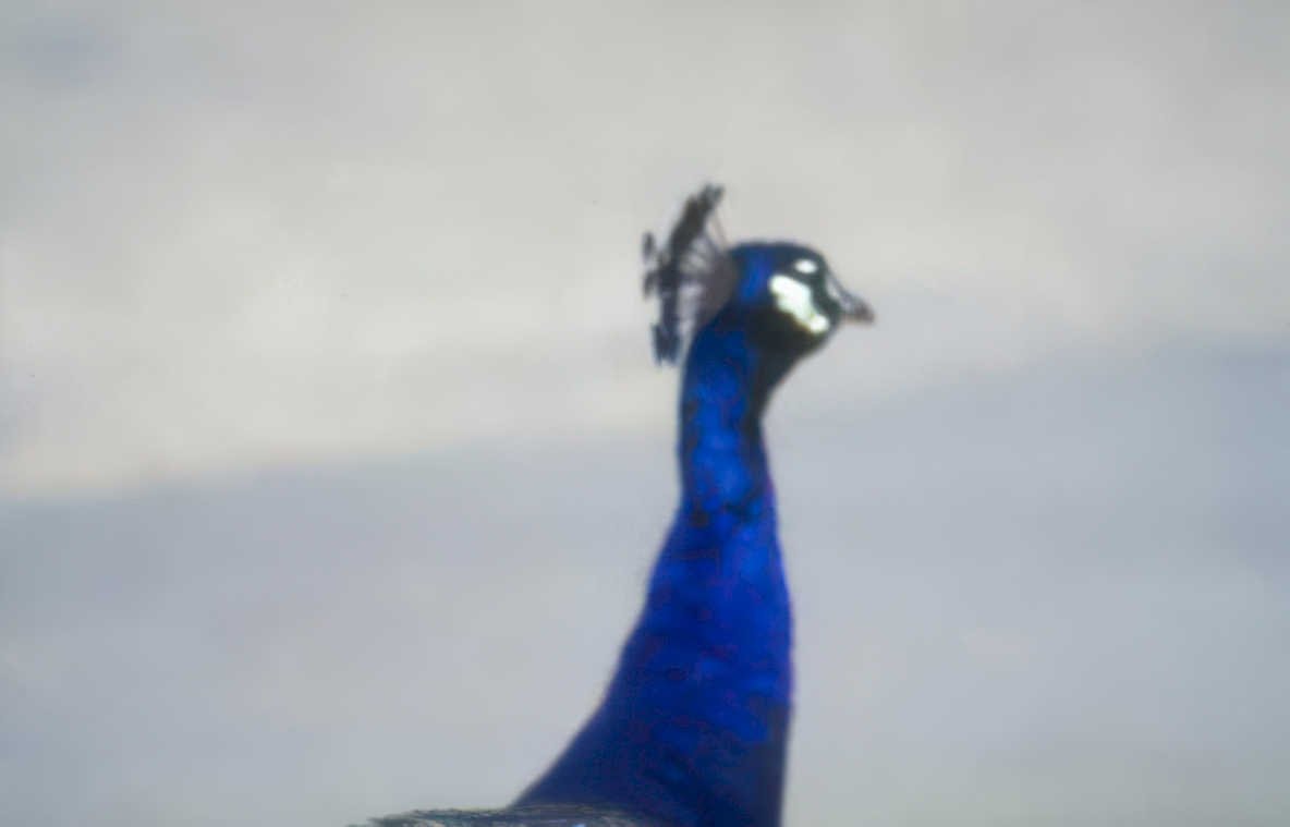 blue peacock detail Vintage A4 Photo Print