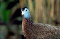 blue peafowl portrait1980s 1990s A4 Photo Print