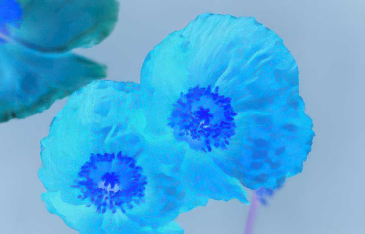 blue poppies bloom Vintage A4 Photo Print