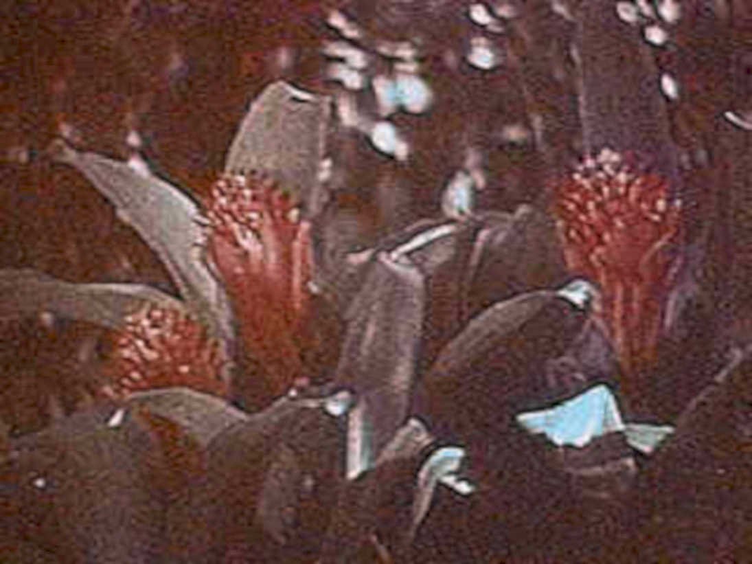 blue satin orchid1980s 1990s A4 Photo Print