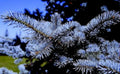 blue spruce branch1980s 1990s A4 Photo Print