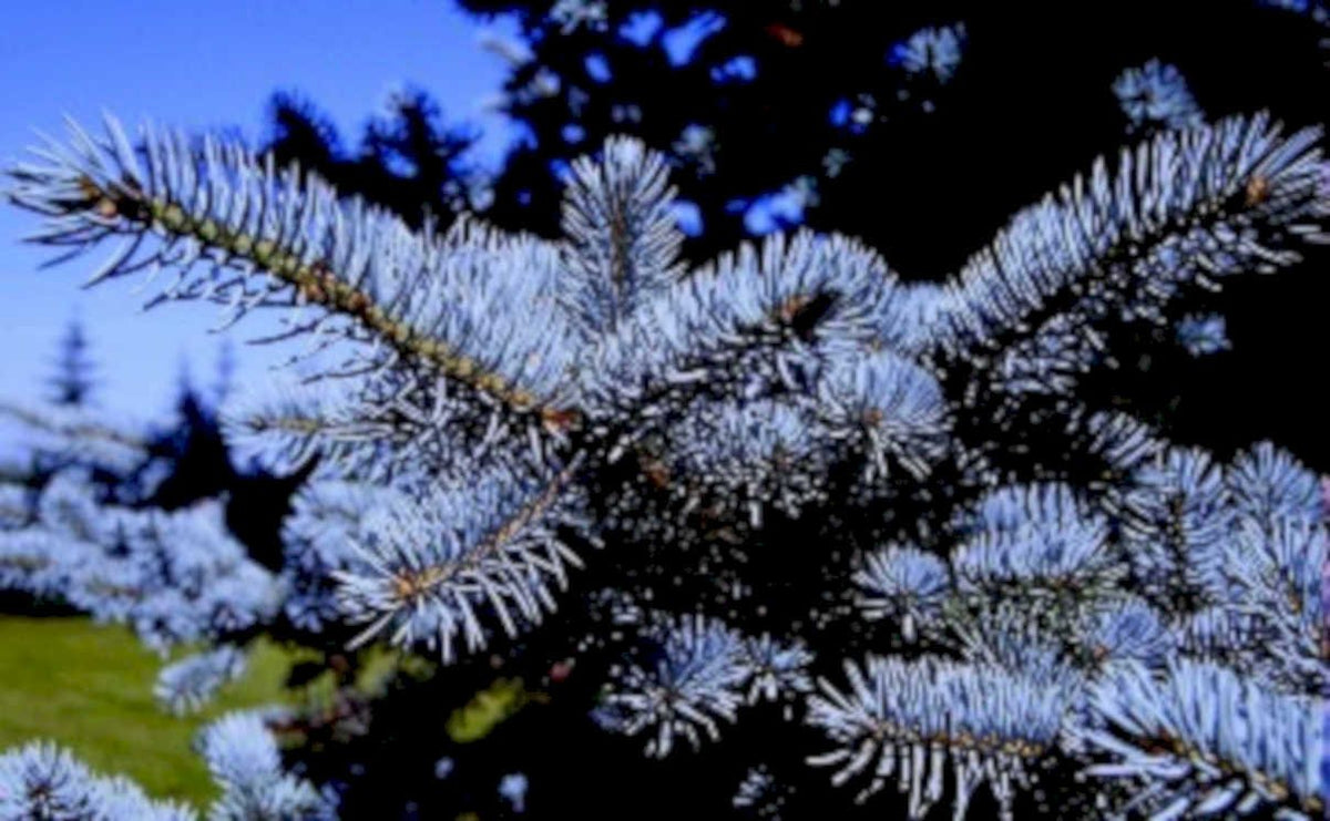 blue spruce branch1980s 1990s A4 Photo Print