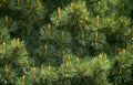blue spruce cones Vintage A4 Photo Print