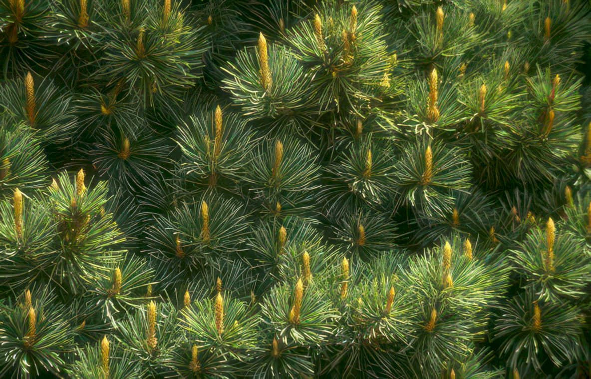blue spruce cones Vintage A4 Photo Print