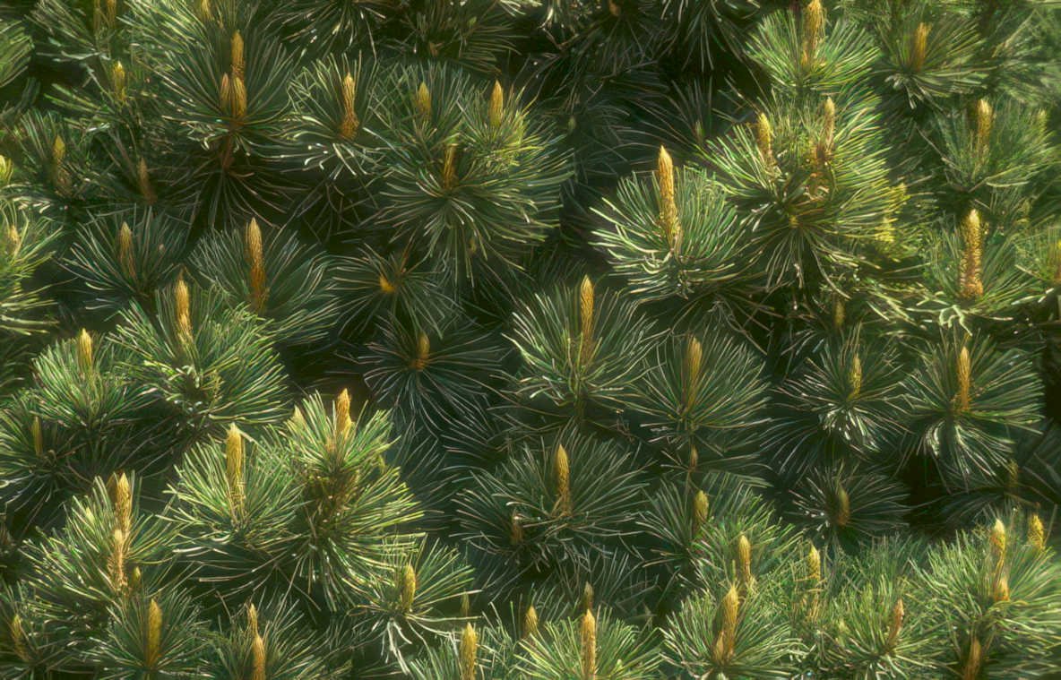 blue spruce needles Vintage A4 Photo Print