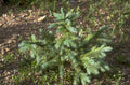 blue spruce seedling 1980s 1990s A4 Photo Print