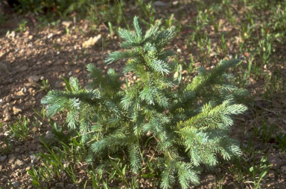 blue spruce seedling 1980s 1990s A4 Photo Print