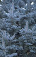 blue spruce tree 1980s 1990s A4 Photo Print