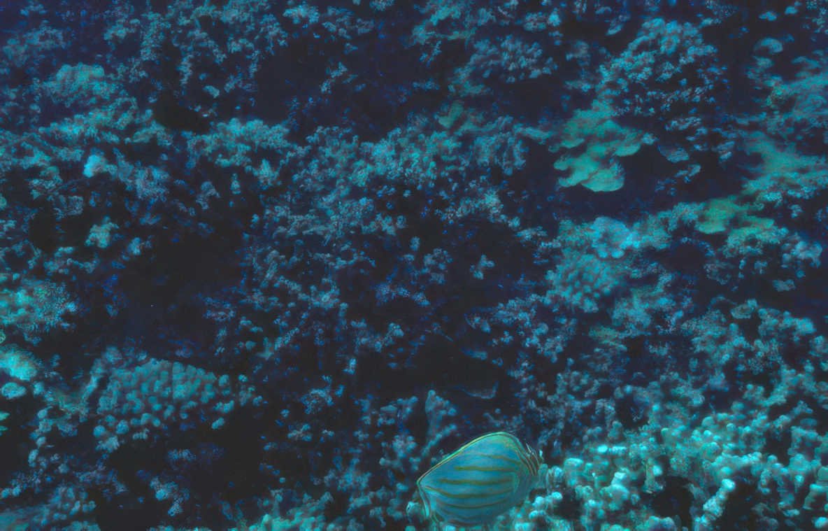 blue tang reef GIGA 2
