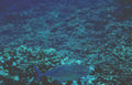 blue tang reef Vintage A4 Photo Print
