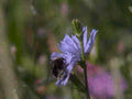 blue veronica flower1980s 1990s A4 Photo Print