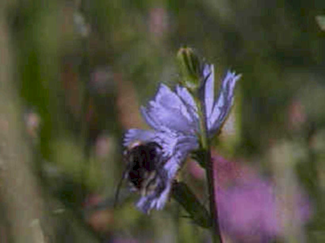blue veronica flower1980s 1990s A4 Photo Print
